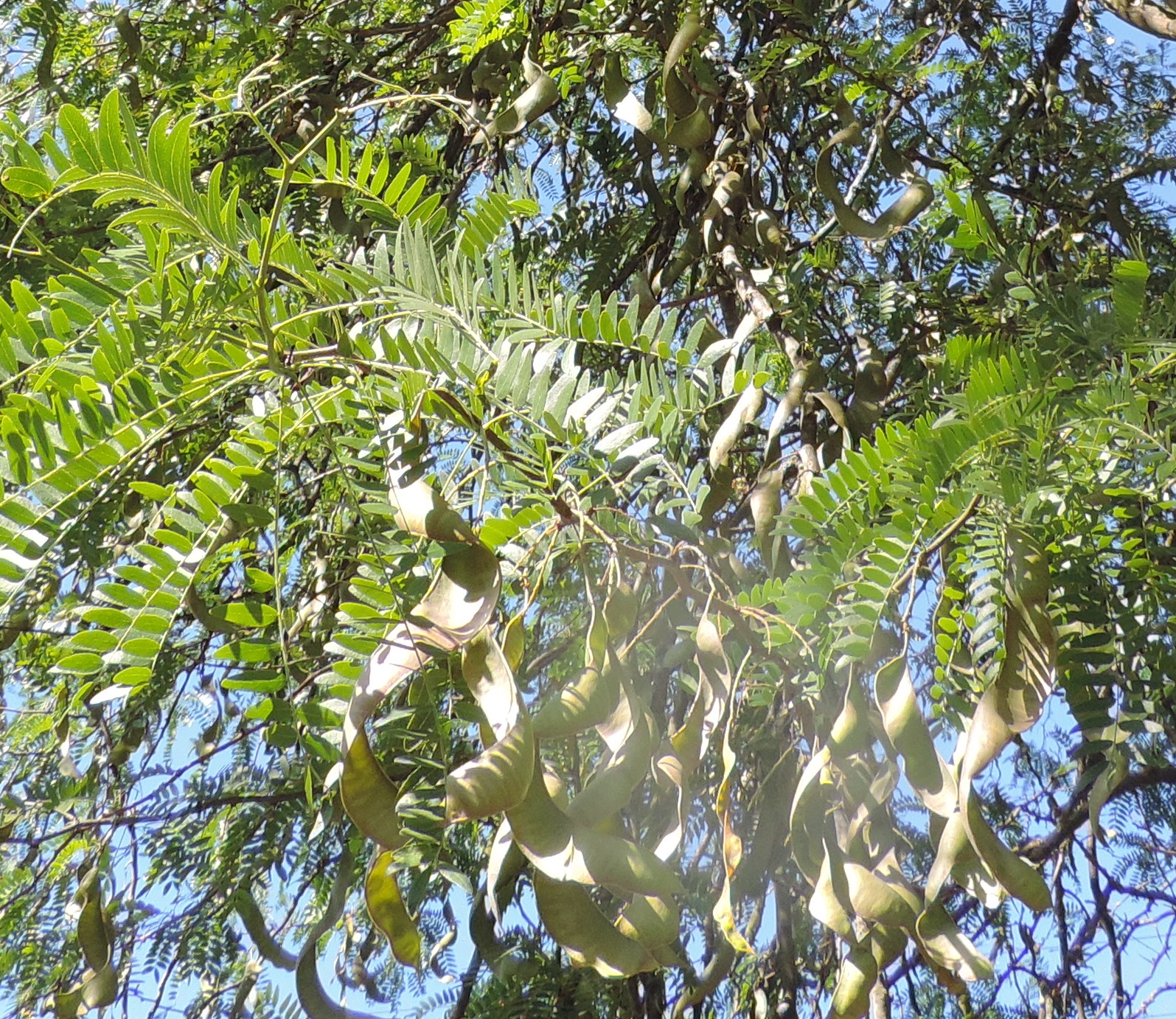 acaciaspinosaGleditsia