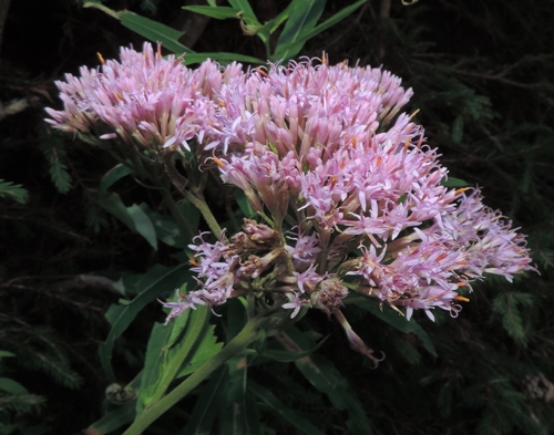 adenostyles alpina a Canazei