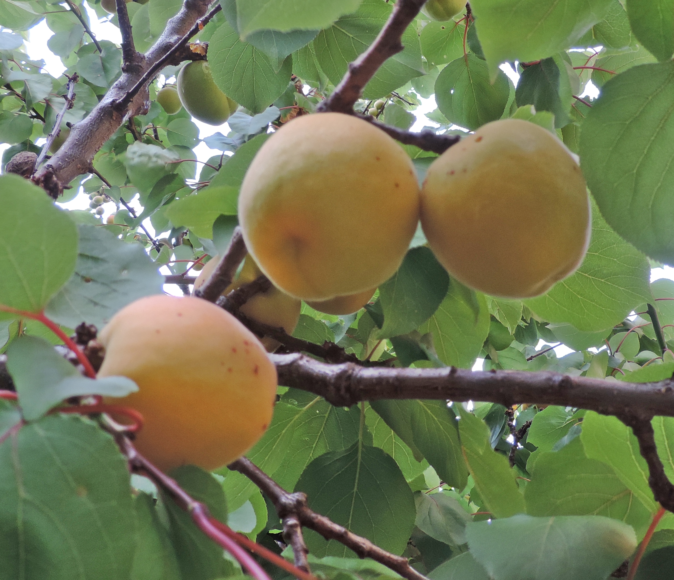 albicocchiprunusarmeniaca