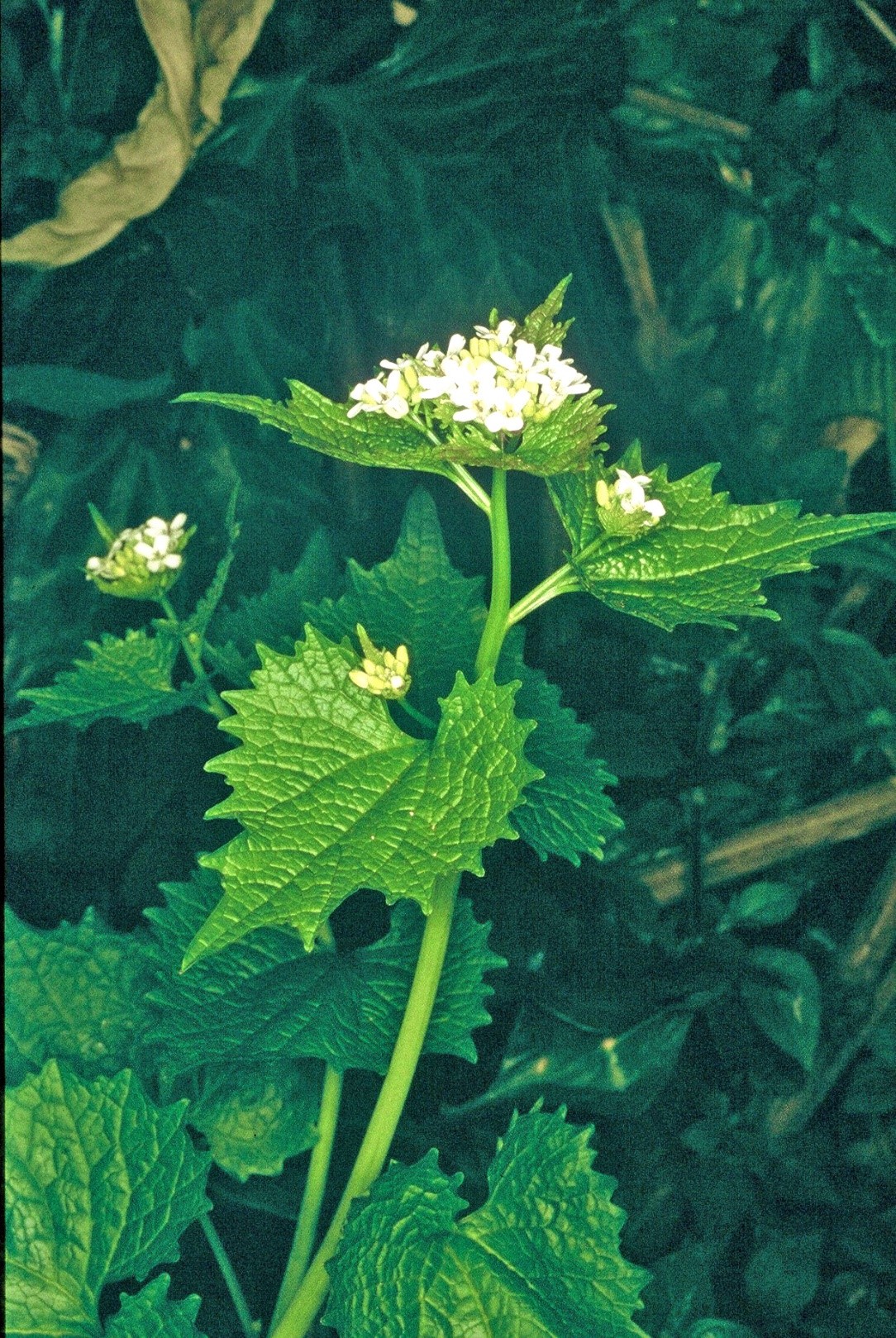 alliariapetiolata