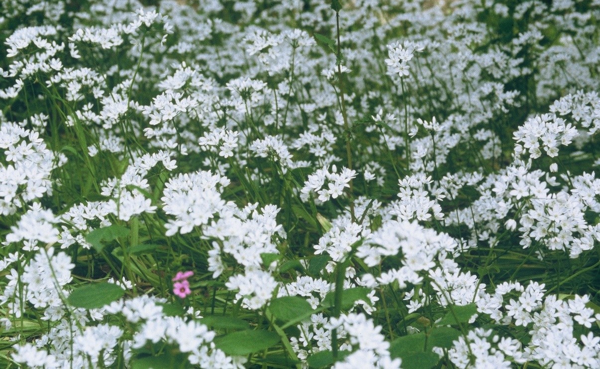 alliumneapolitanum