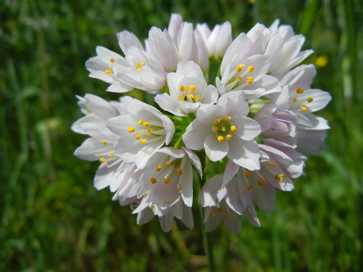 alliumneapolitanumfiore