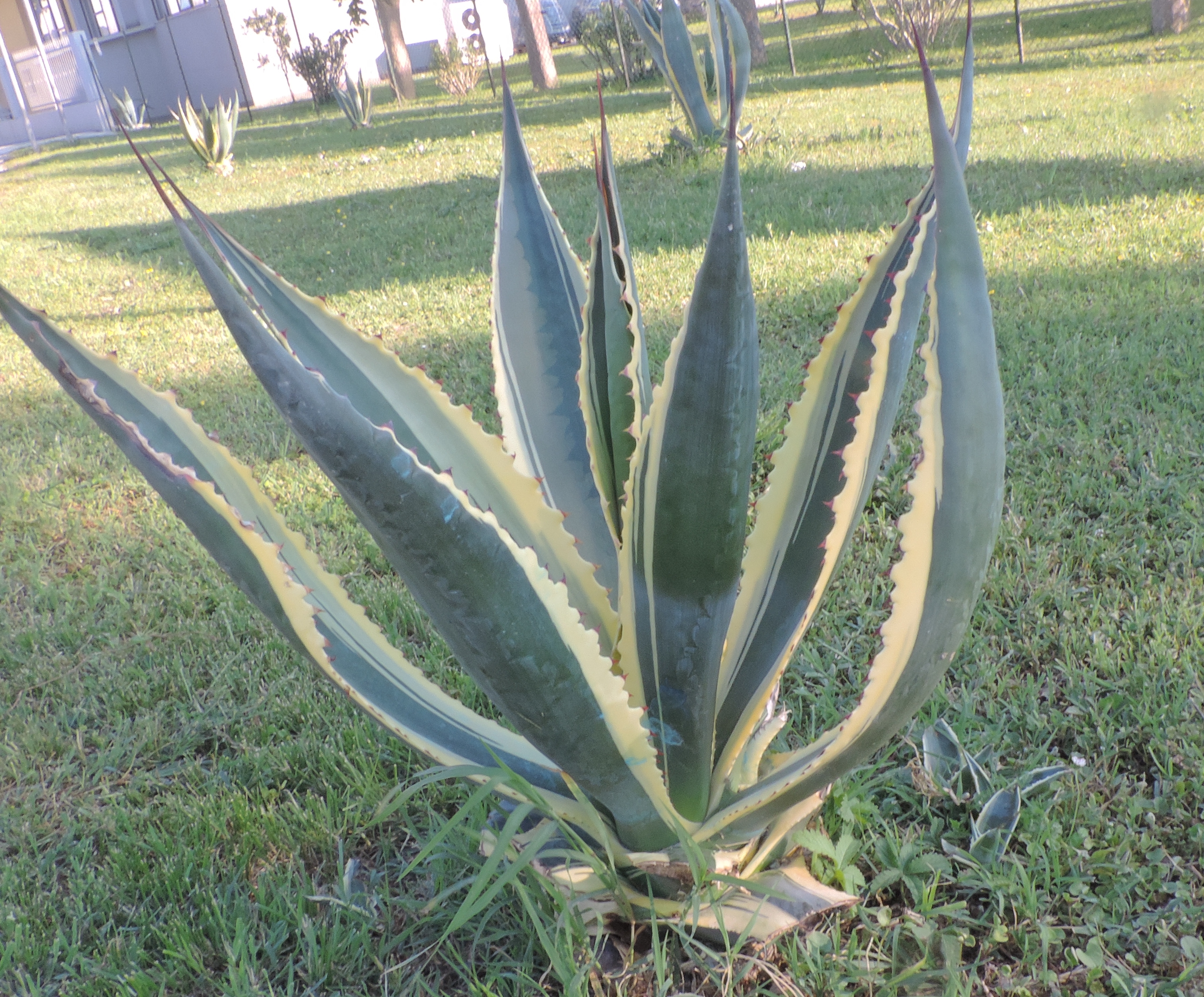 aloevera