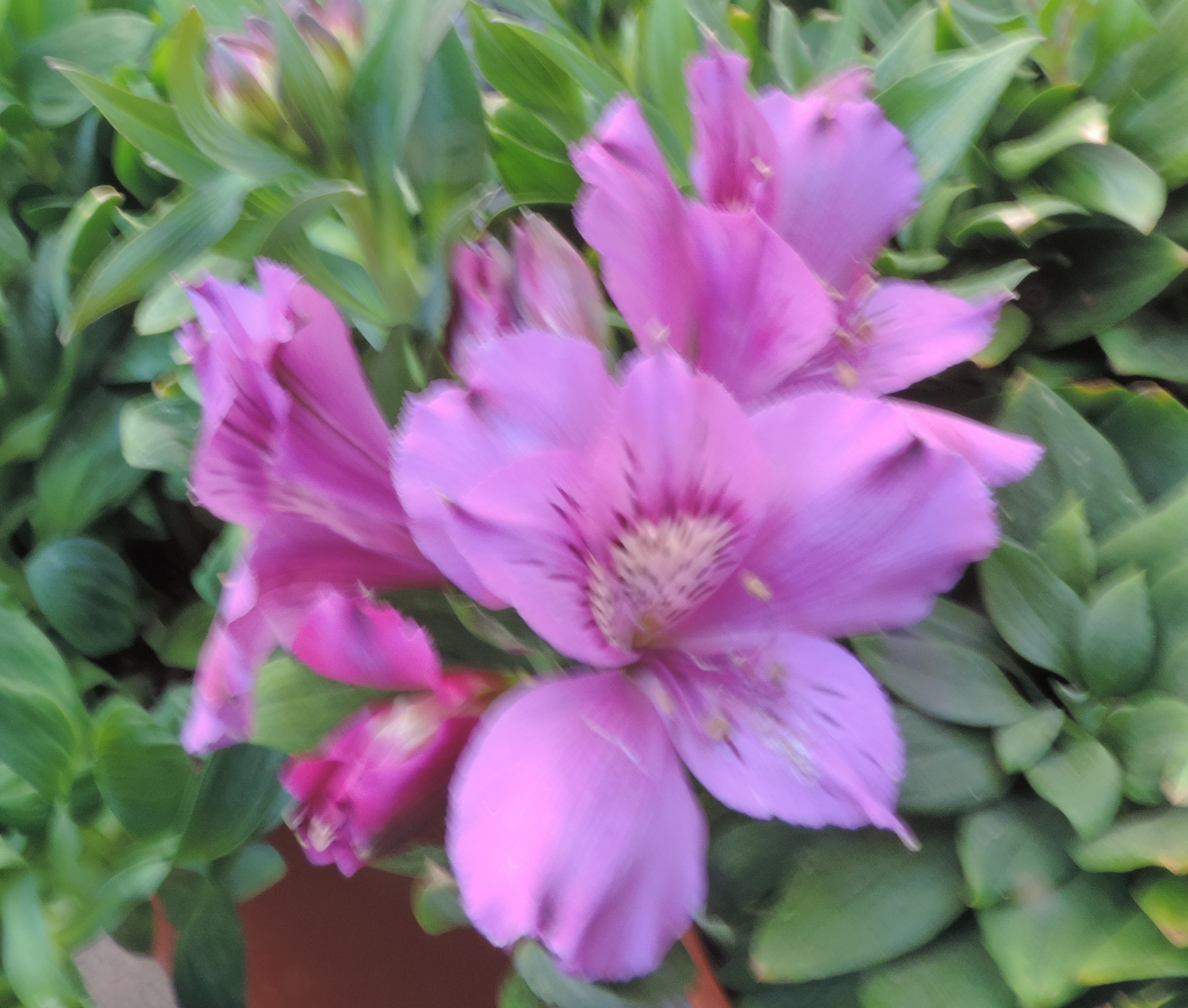 alstromeria giglio