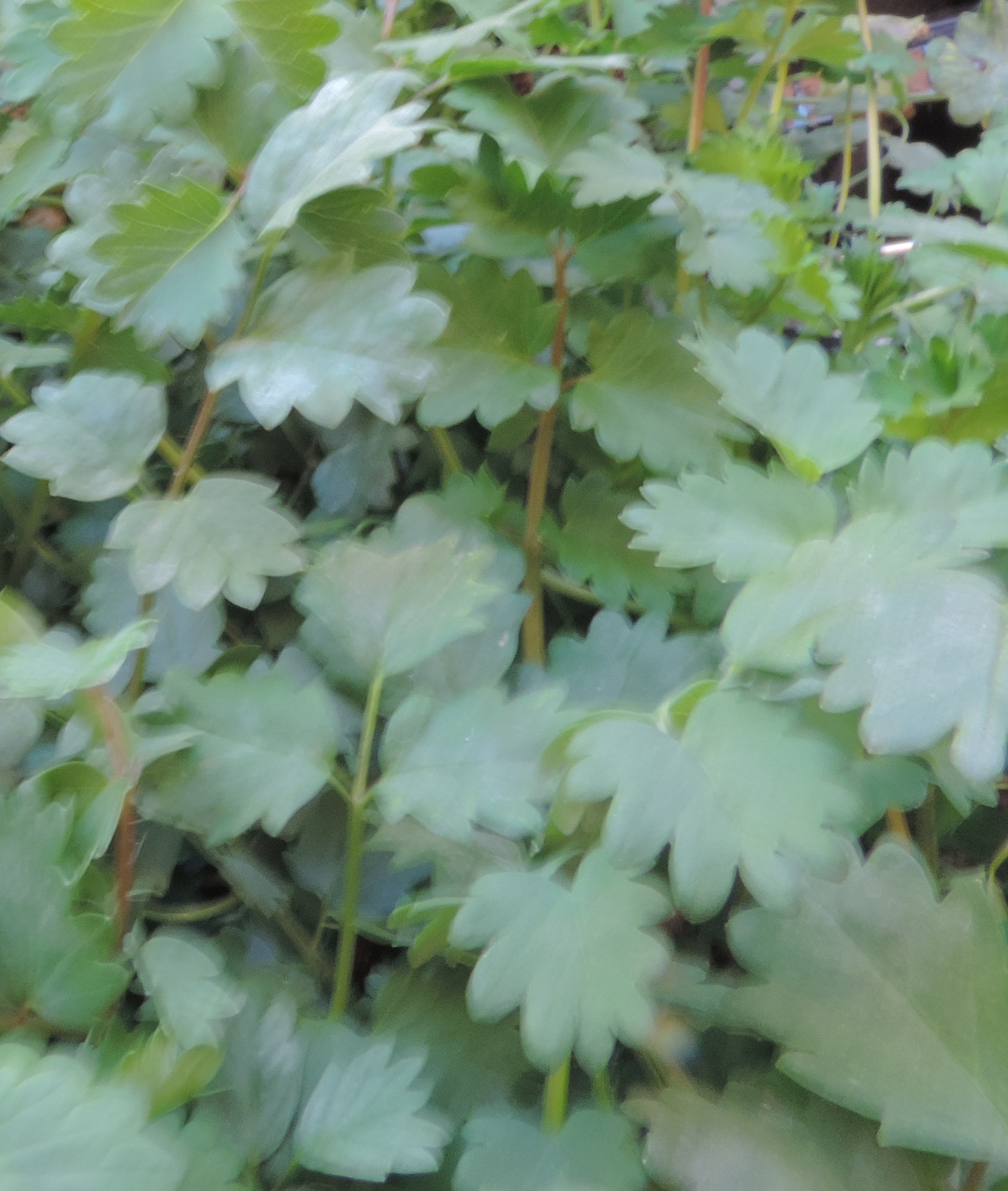 anetum graveolens pos