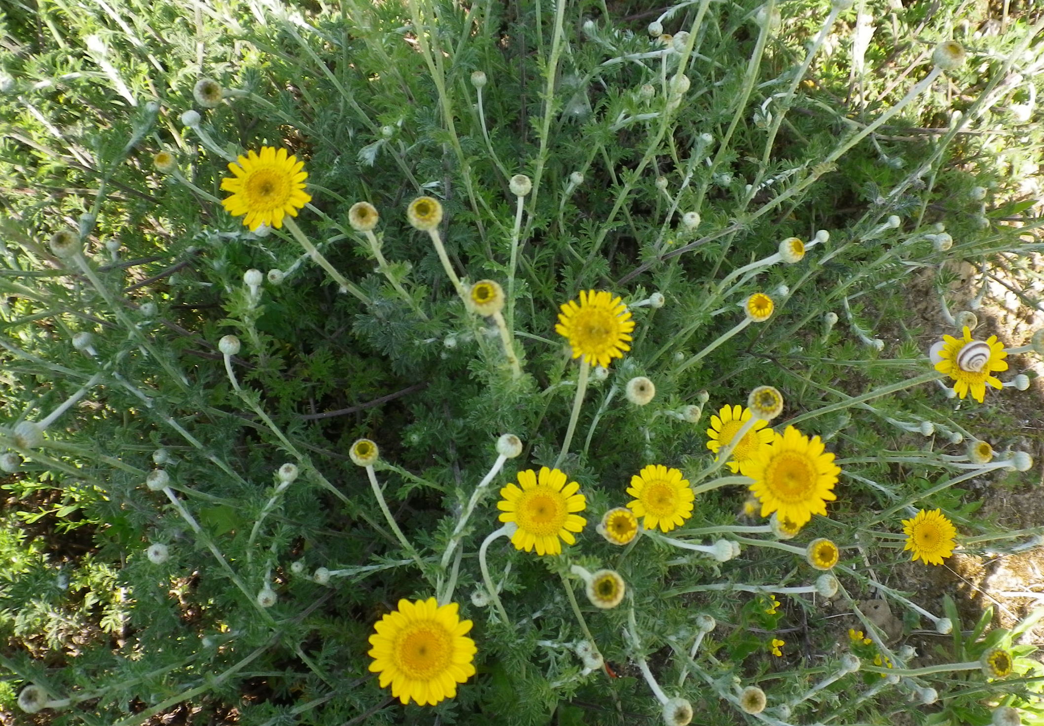 anthemistintoriaCamonilladeitintori