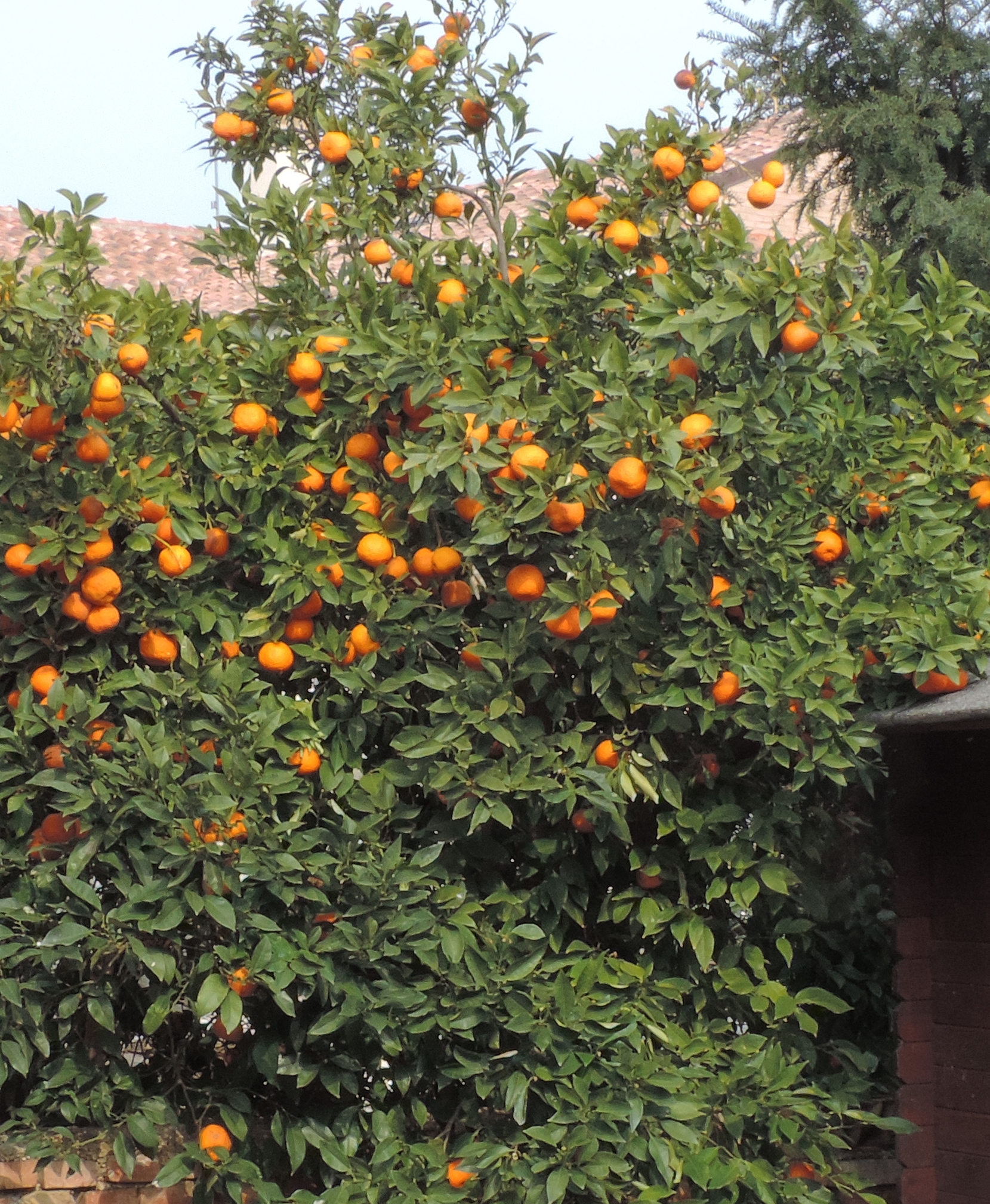 arancio citrus sinensis