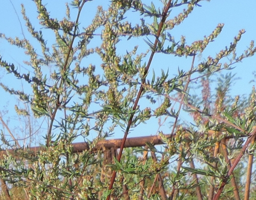 artemisiavulgaris