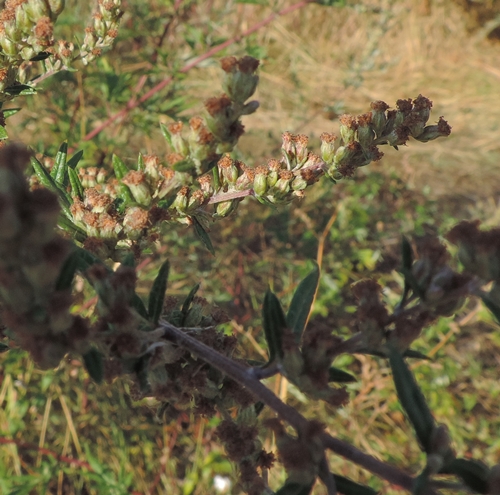 artemisiavurgarisscheda