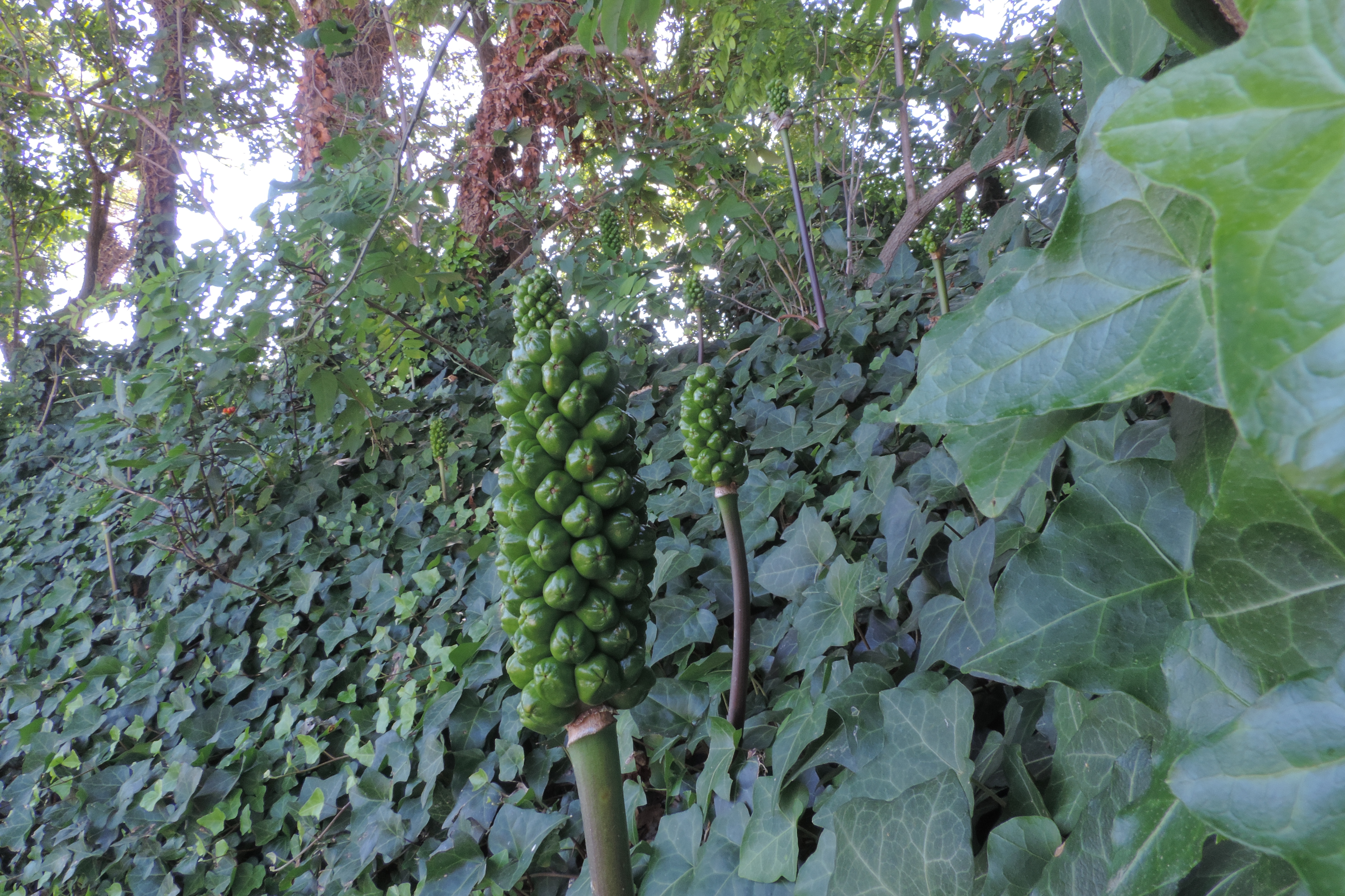 arum italicum calla selvatica