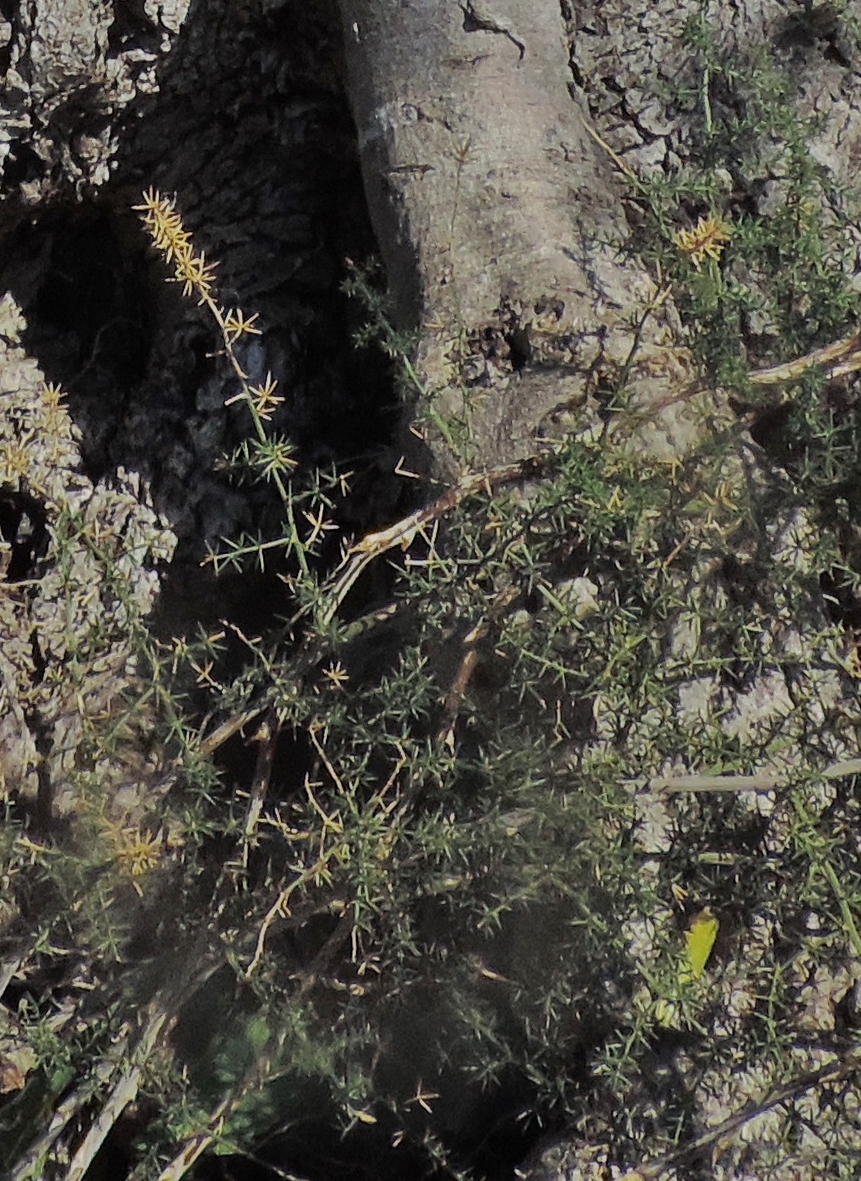 asparagofotodaaggiungere