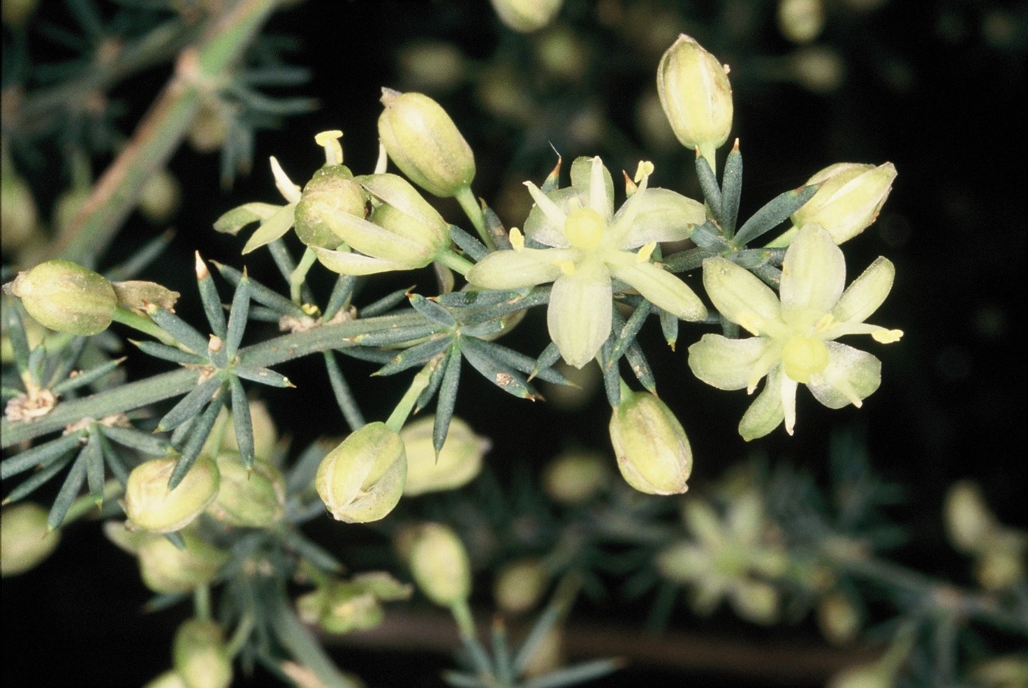 asparagusacutifolius