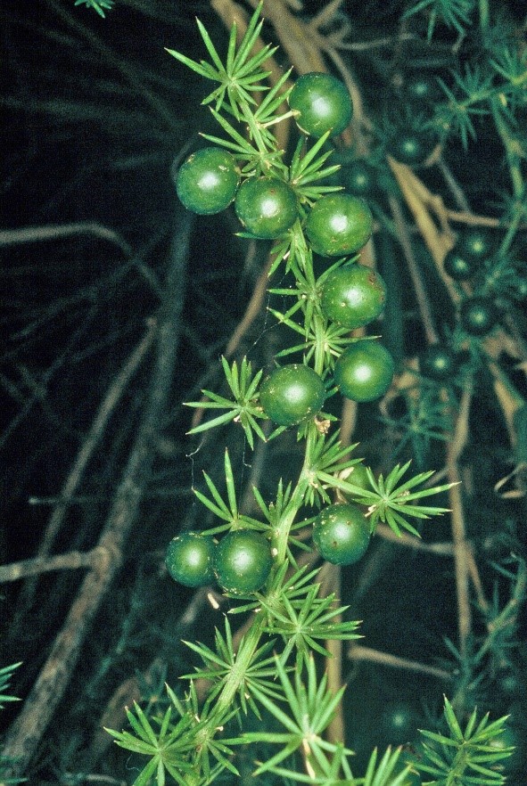 asparagusbacche
