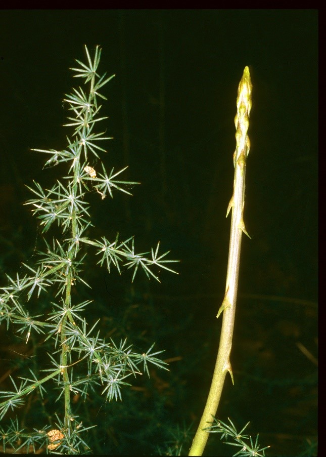 asparagusgermoglio turione