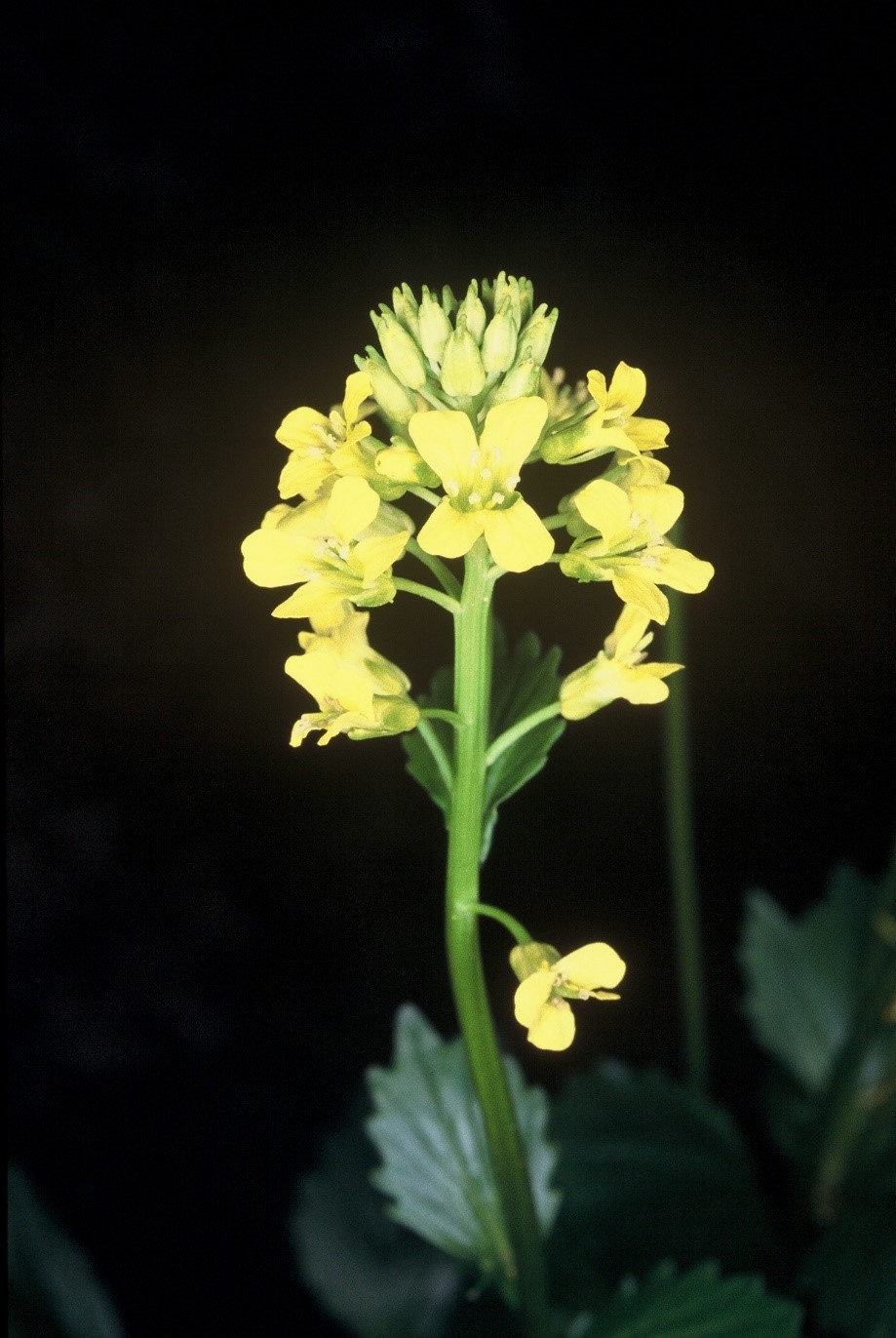 barbarea vulgaris