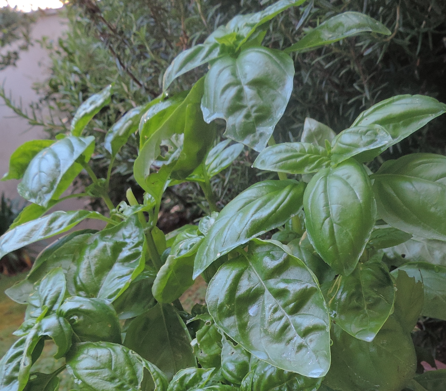 basilico