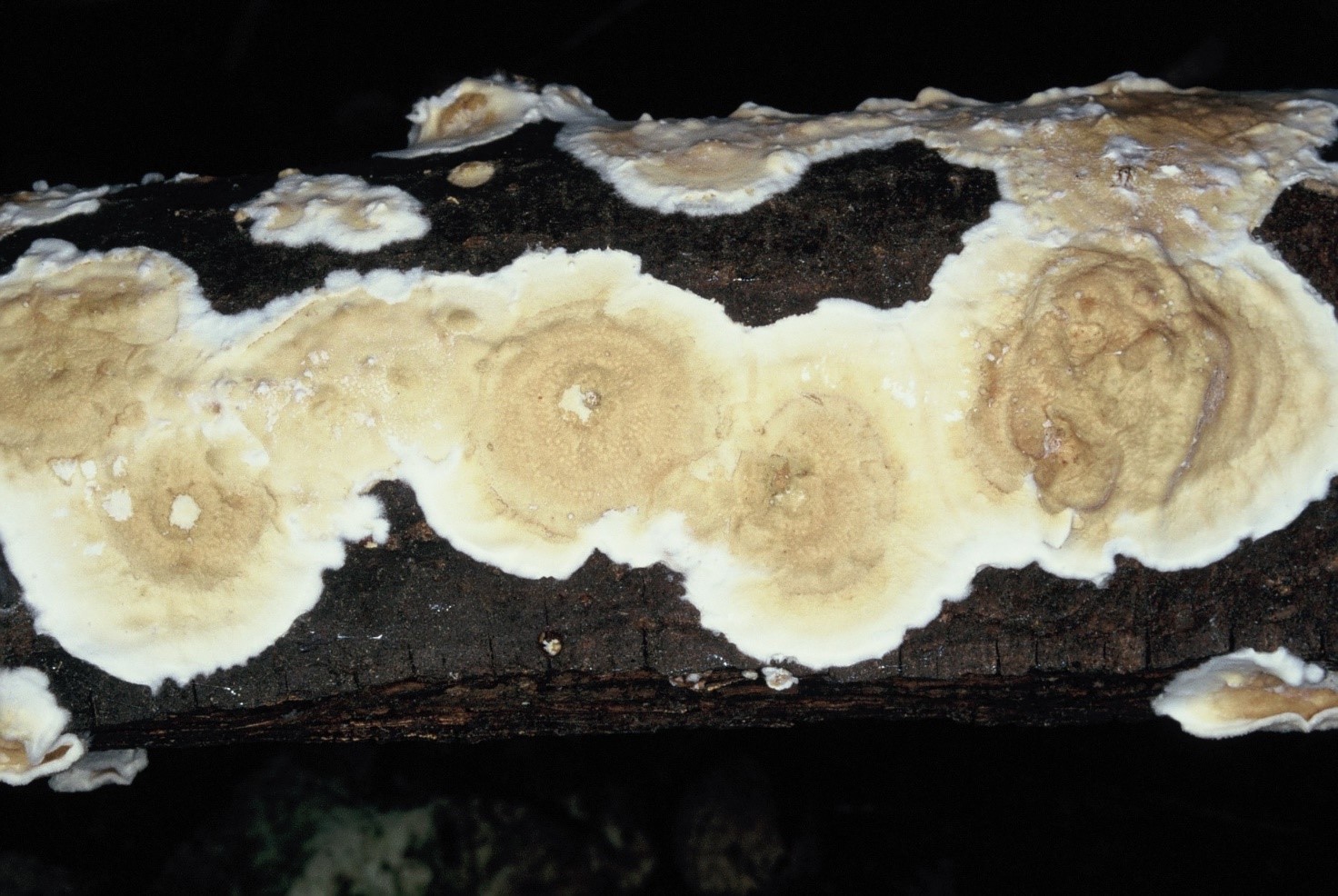 byssomerulius corium