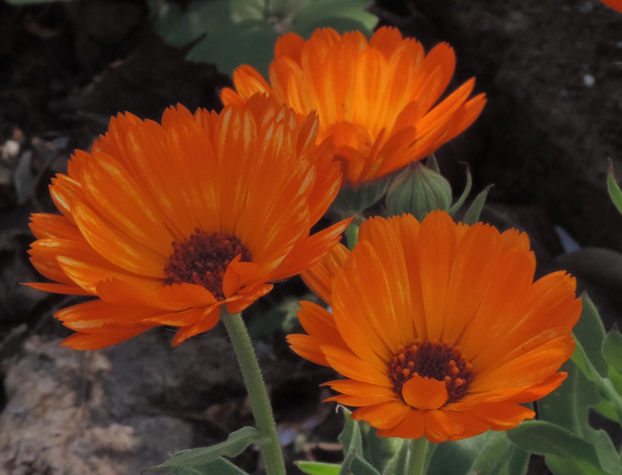 calendulasuffruticosa