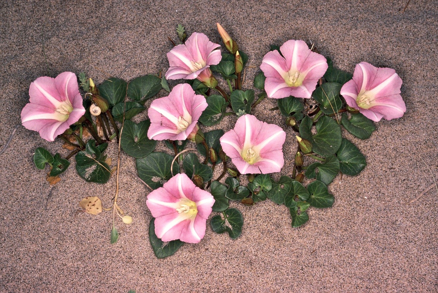 calystegiasoldanella