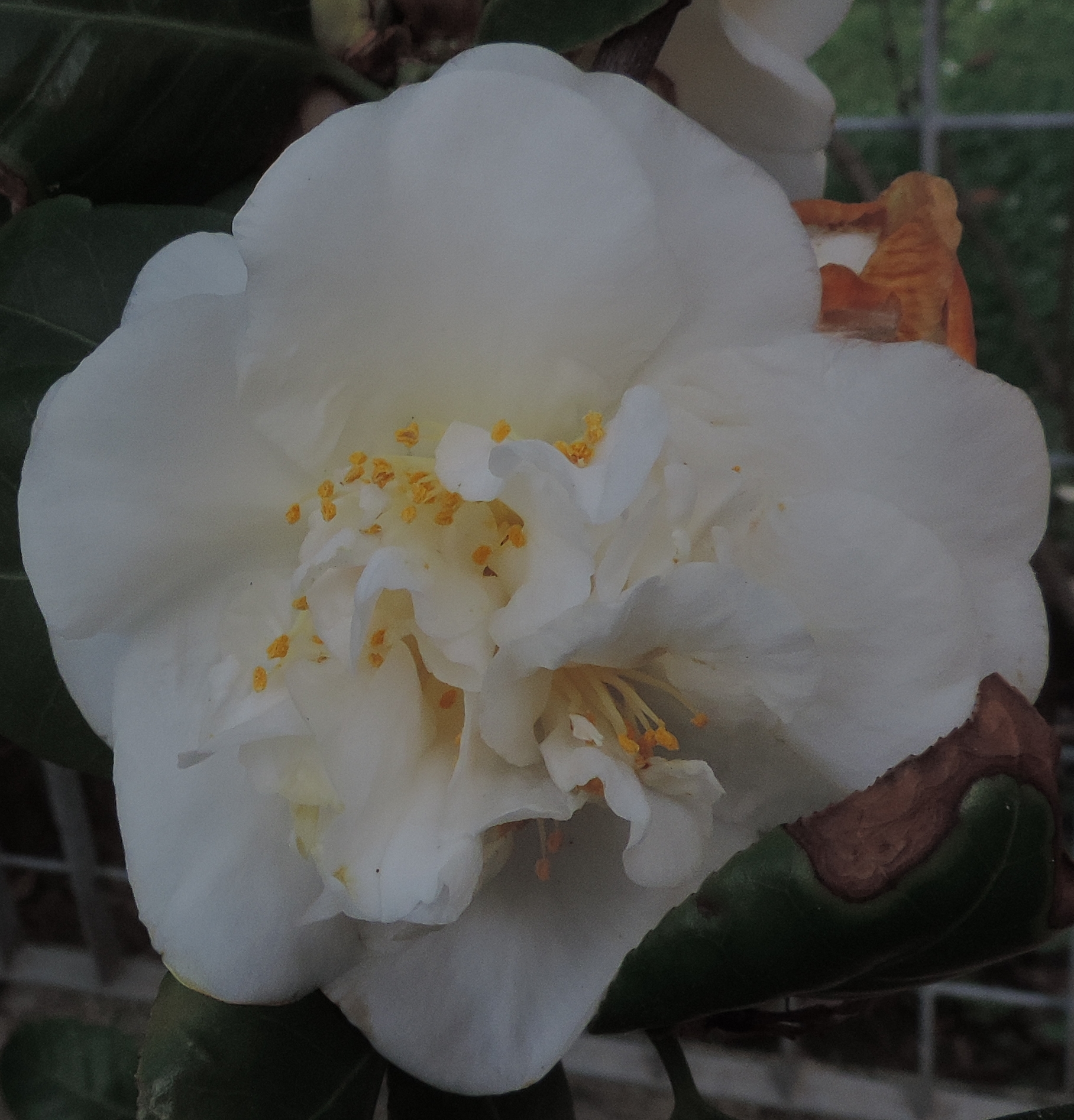 camelia