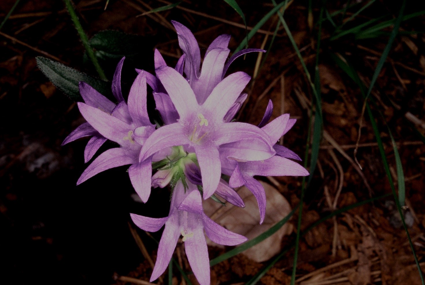 campanulaglomerata