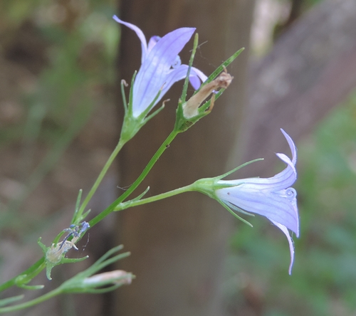 campanularapunculus
