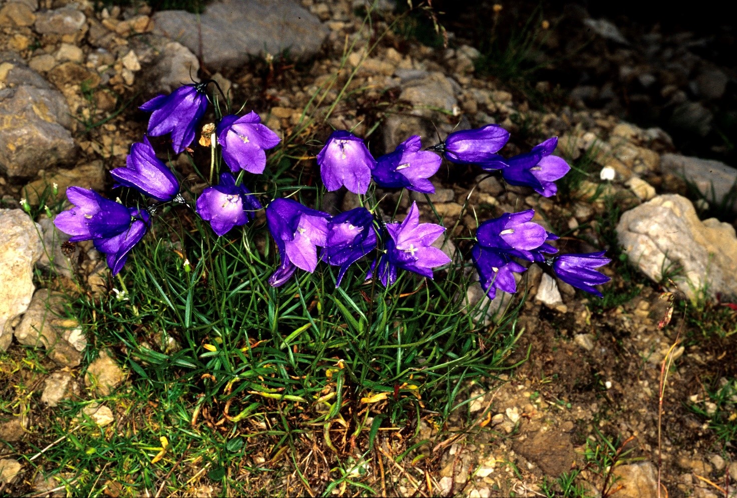 campanulascheuchzeri