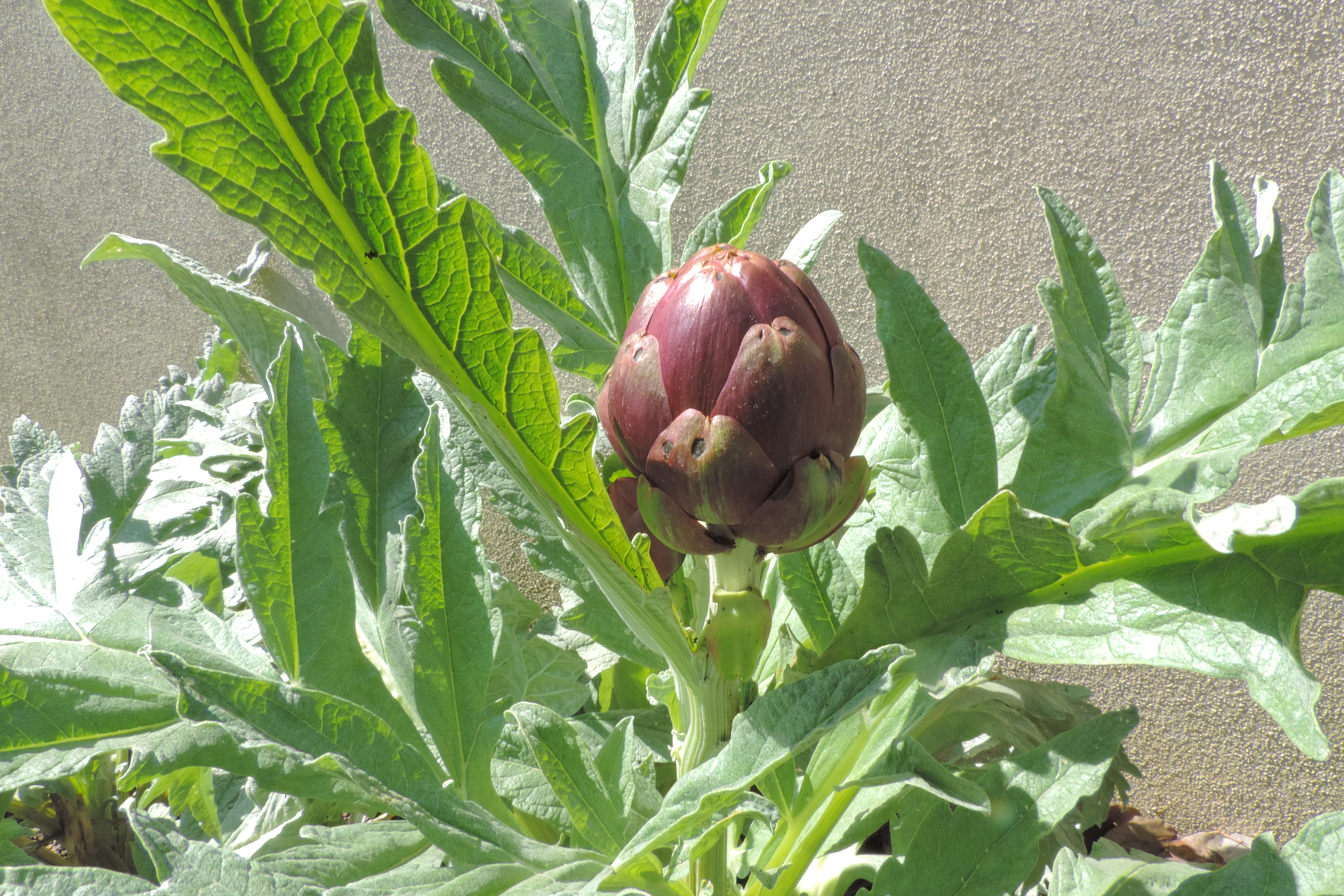 carciofo cynara