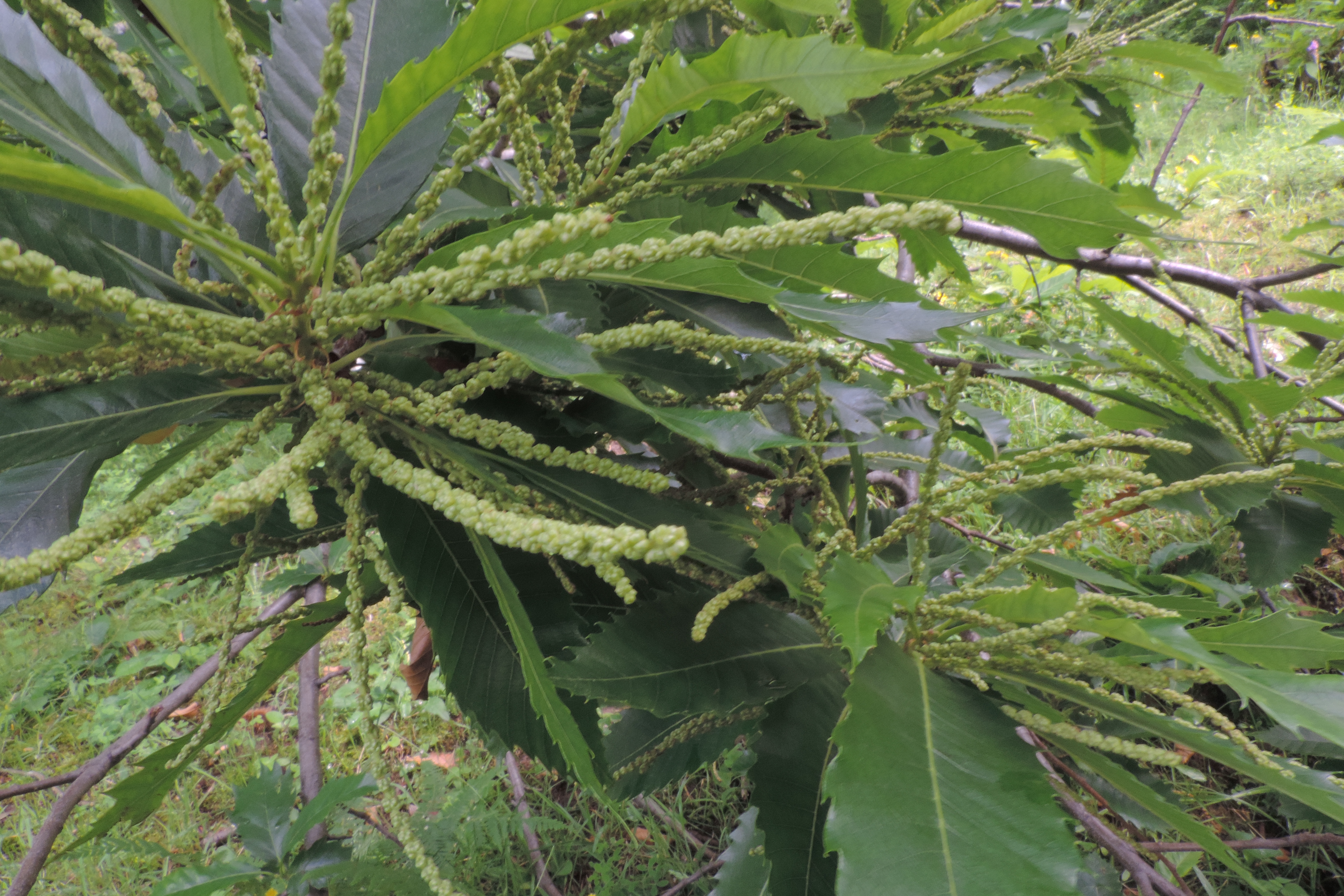 castagno castanea sativa1