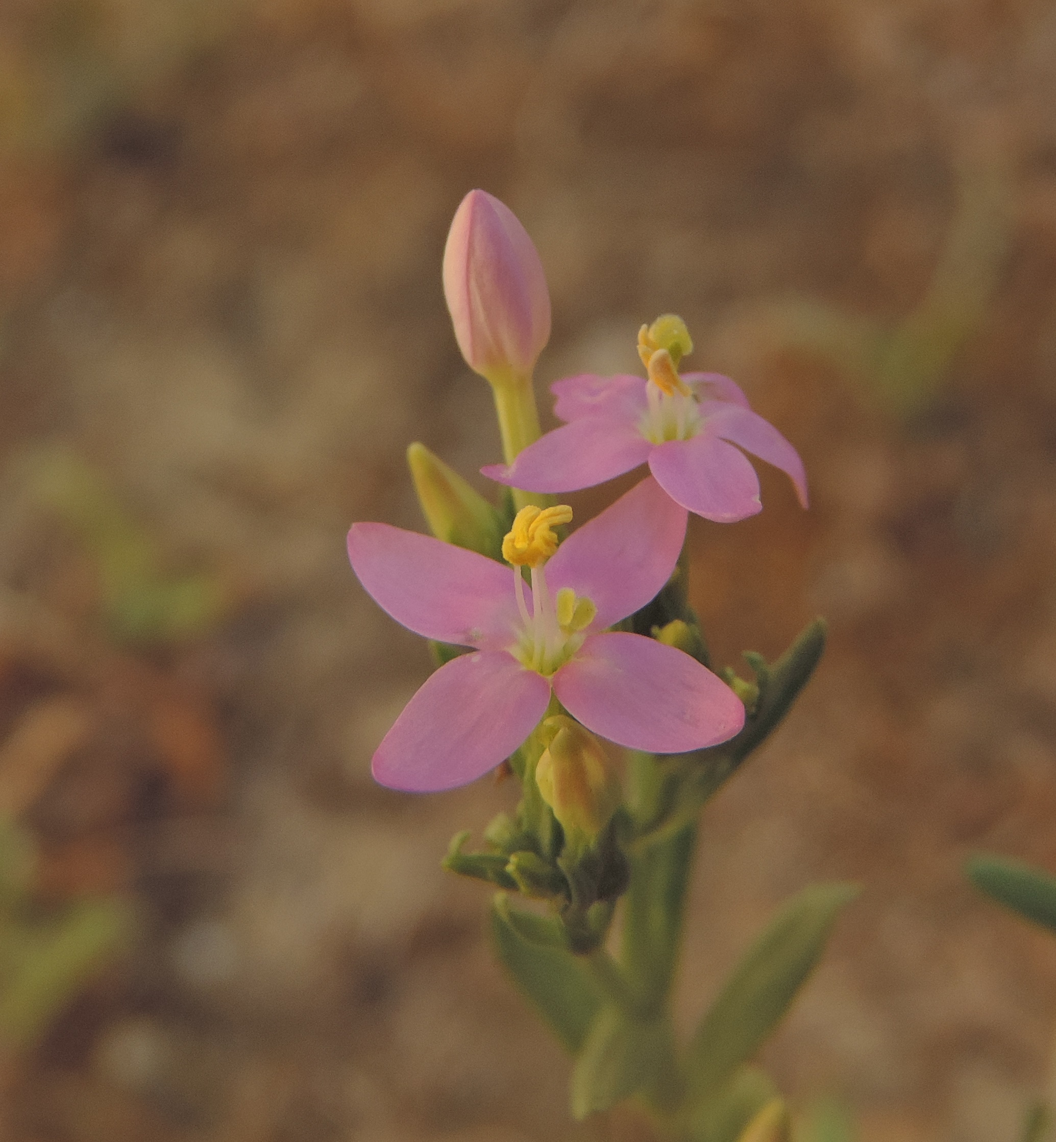 centariumeritrea