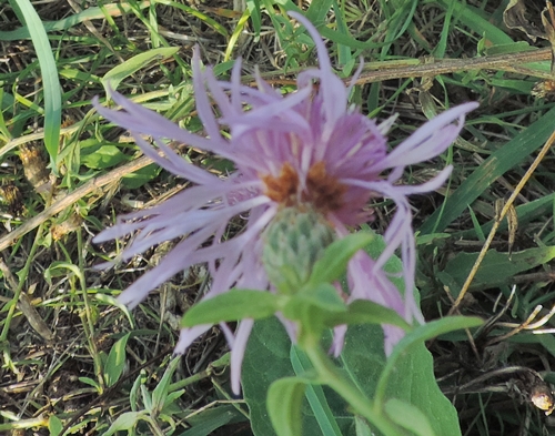 centaurea nigrescens Willd Fiordaliso nerastro