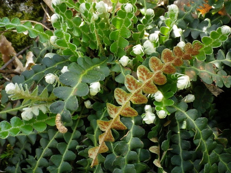 ceterachofficinarumCedracca