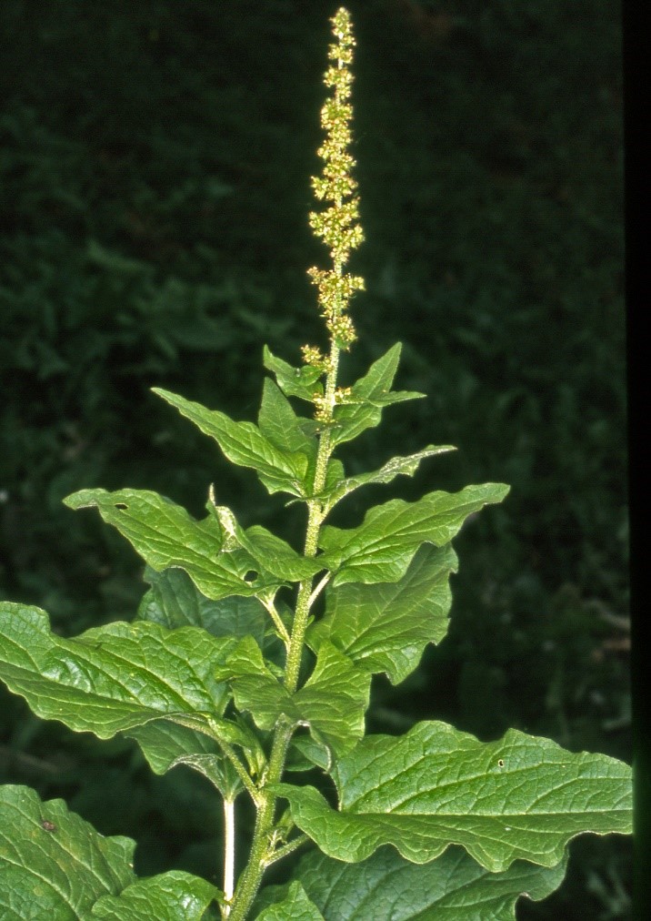chenopodiumbonus henricus1