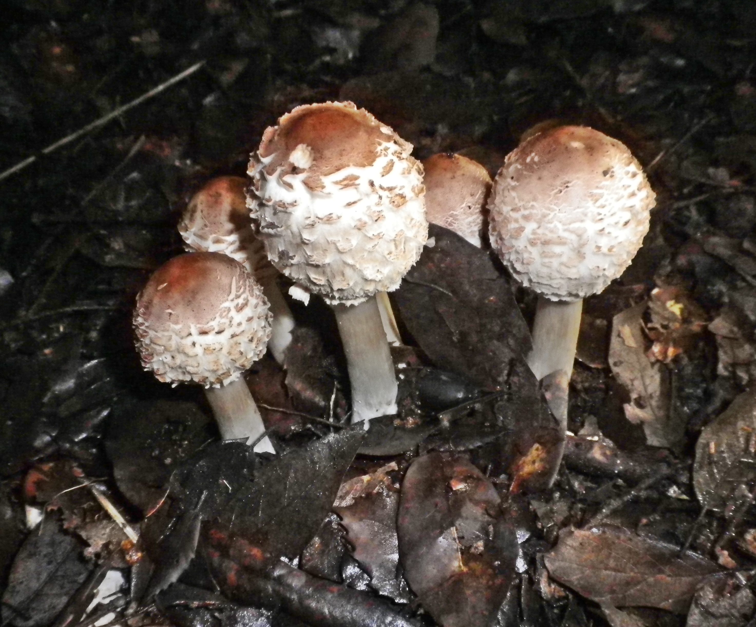 chlorophillumbrunneum