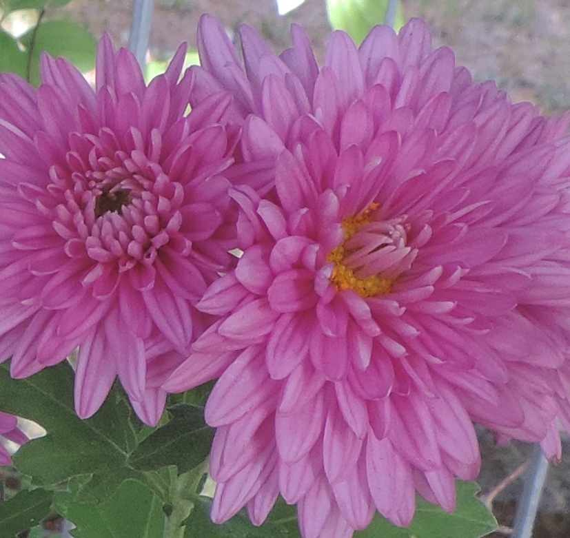 chrysanthemumflower