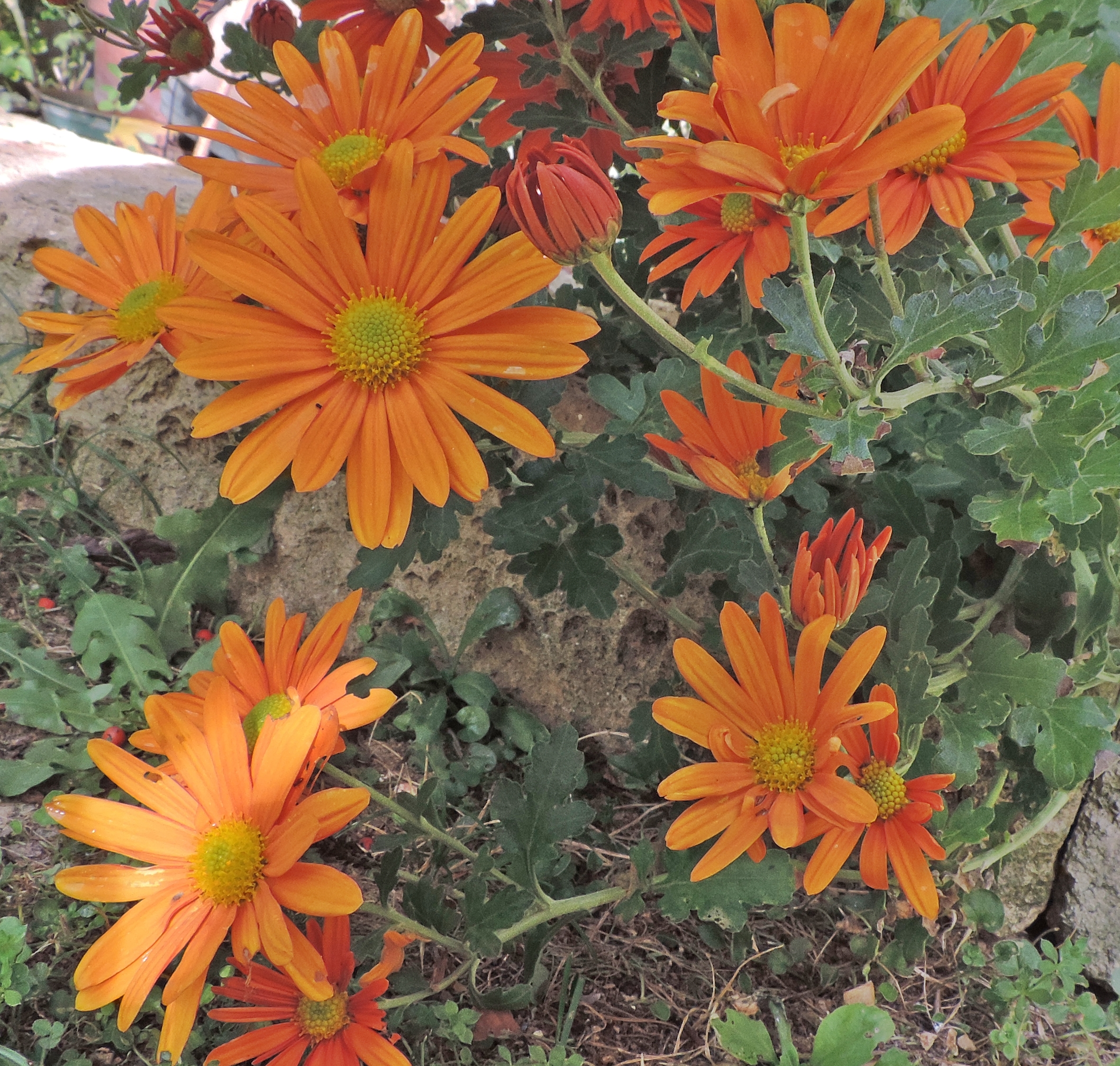 chrysanthemumindicum x