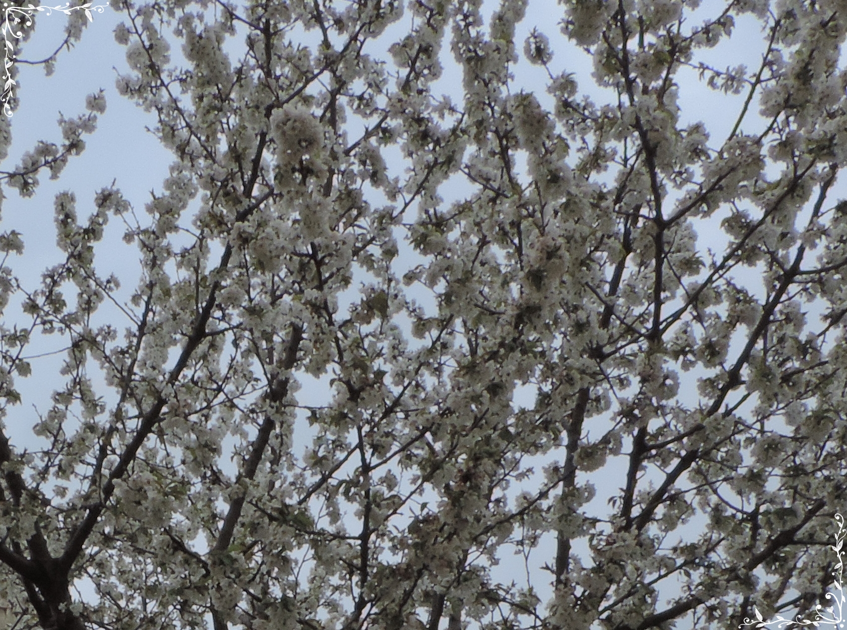 ciliegio prunus avium