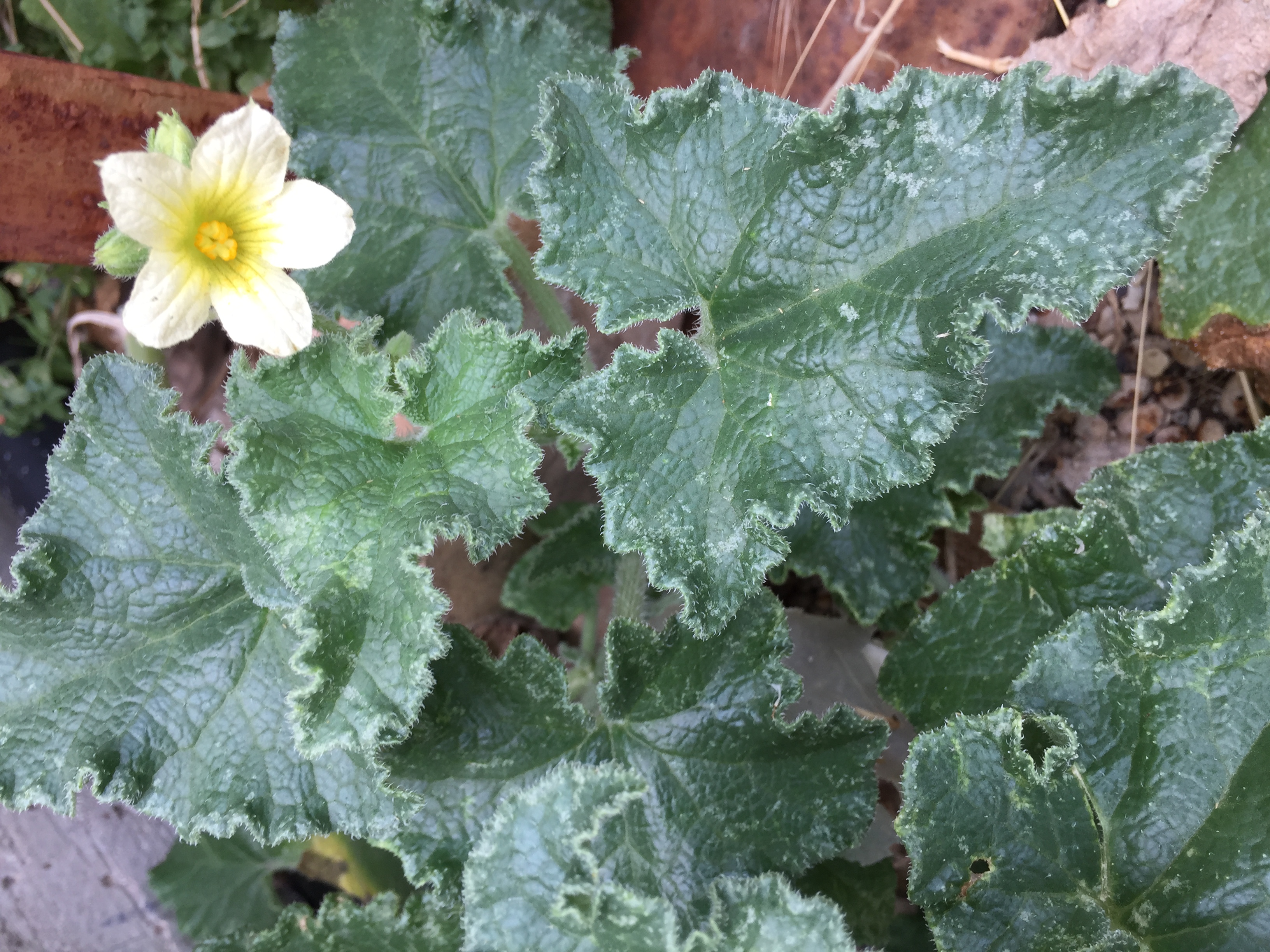 cocomero asinino da aggiungere