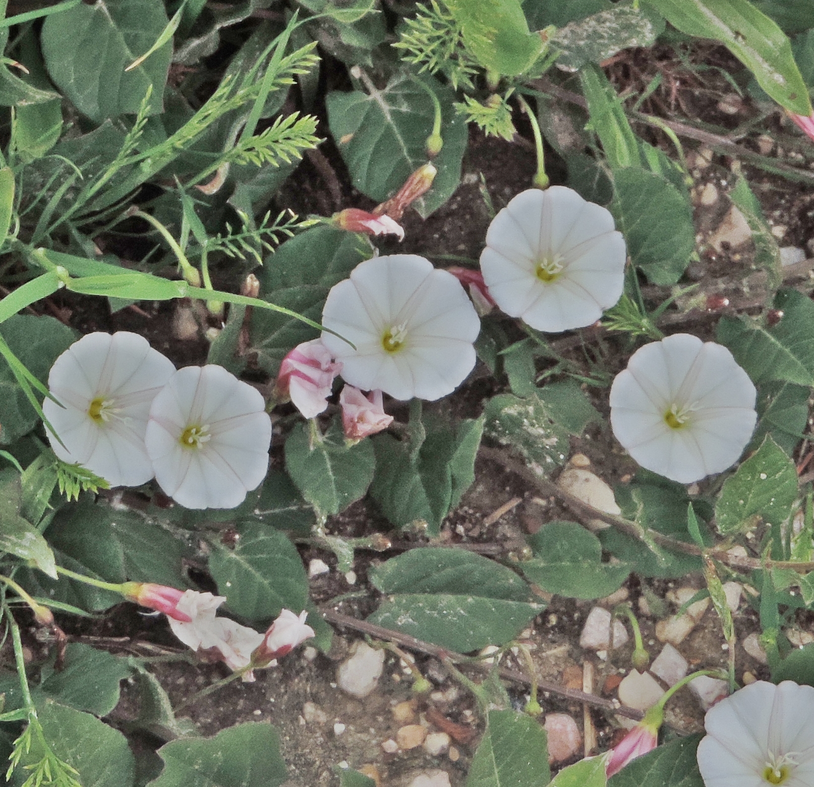 convolvoloarvensis