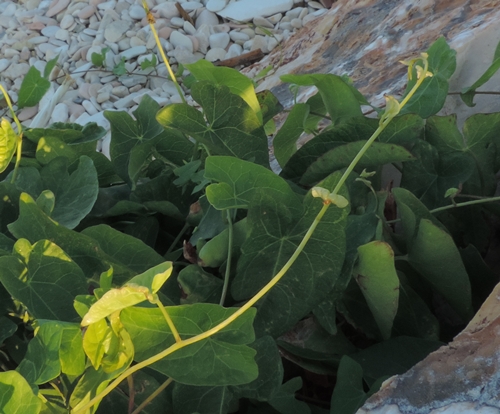 convolvulus sepium