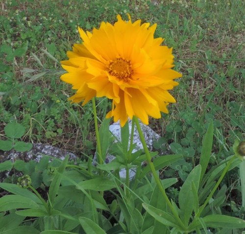 coreopsis lanceol