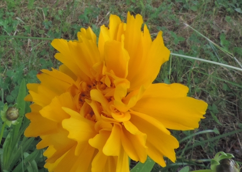 coreopsis lanceolata