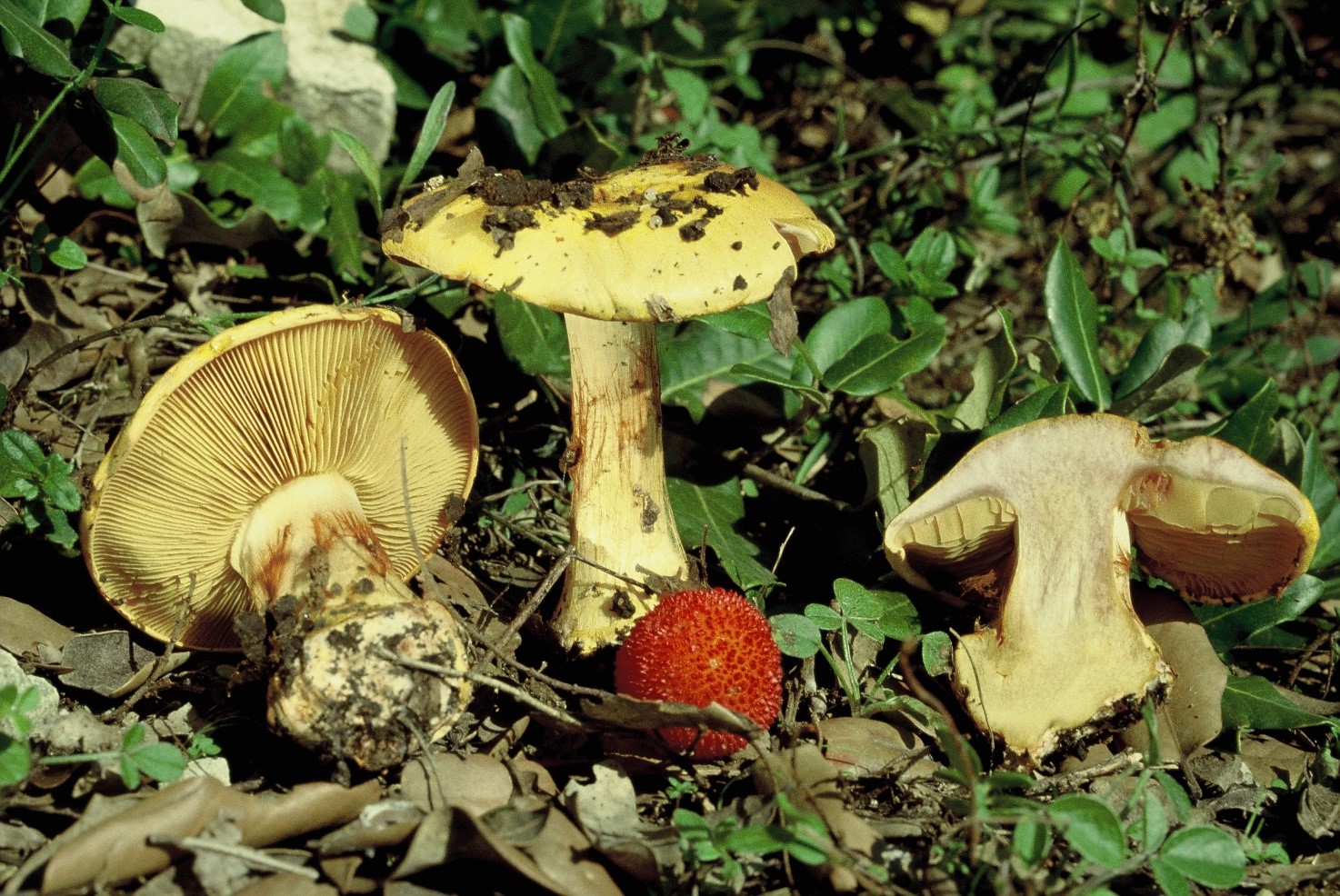 cortinarius cedretorum