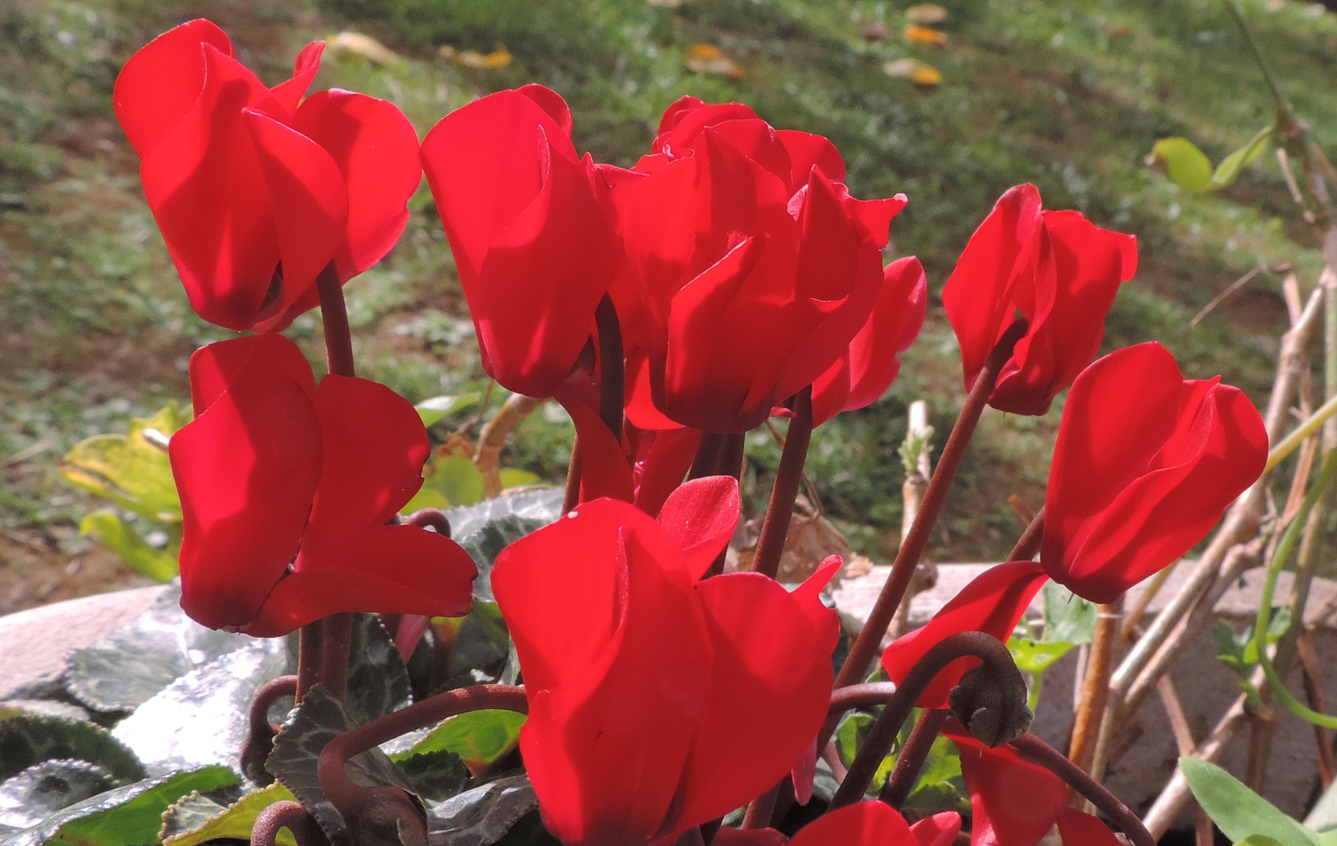 cyclamenrosso