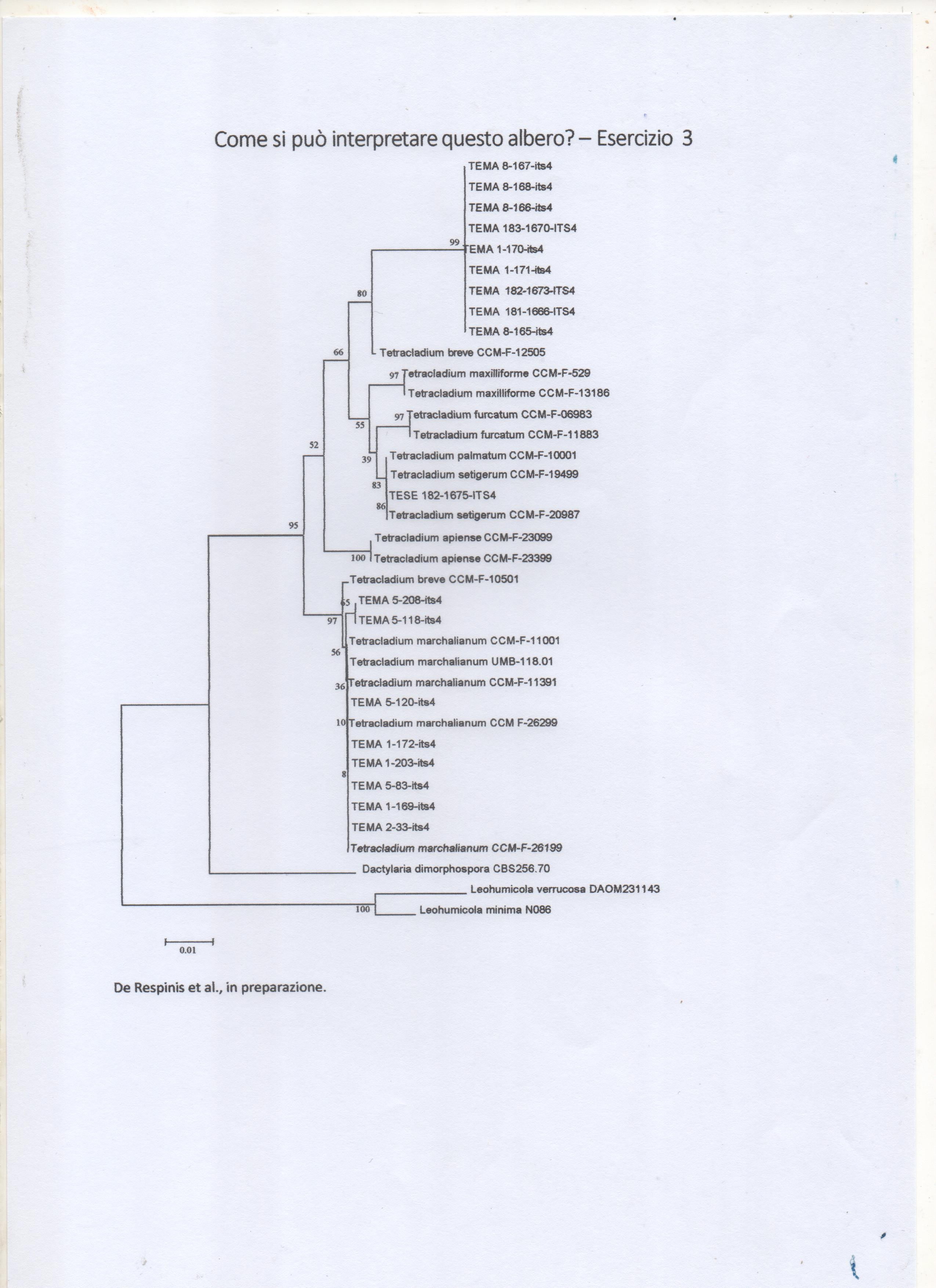 dendrogramma 1 001