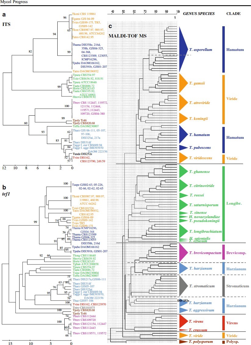 dendrogramma e albero filogenetico