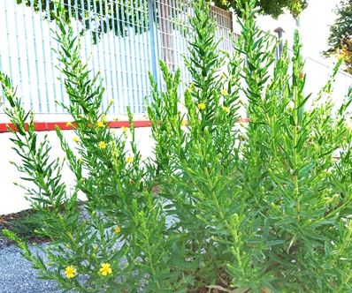 dittrichiaviscosaasteracea