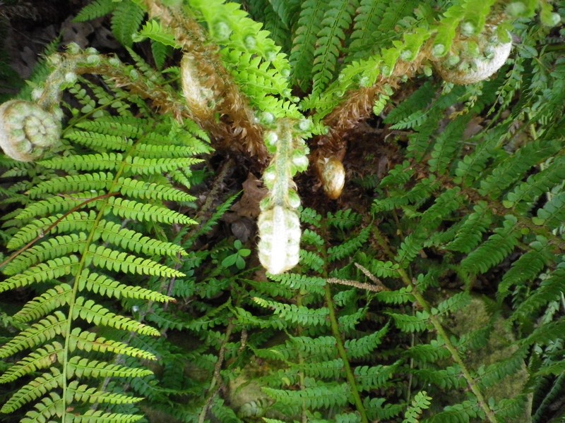 dryopterisfilix masfelce