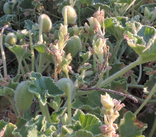 ecballium cocomero asinino