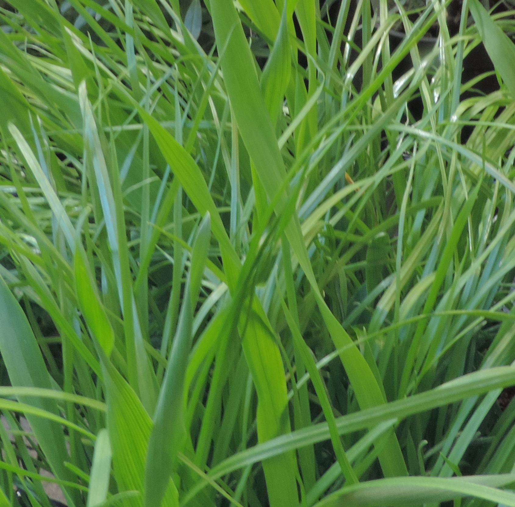 erba del gattoNepeta cataria OK